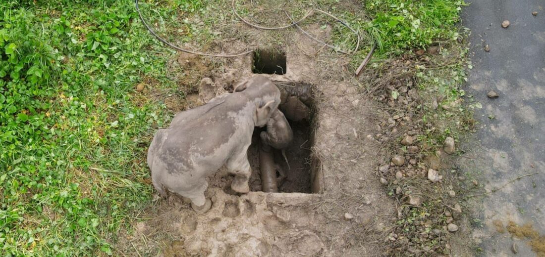 Opmerkelijke “One in hole” in Oosten van Thailand onder toeziend oog van de mama uit de put getakeld