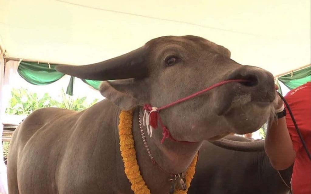 Man in Noordoost-Thailand tikt 3,9 miljoen Baht af voor één waterbuffel