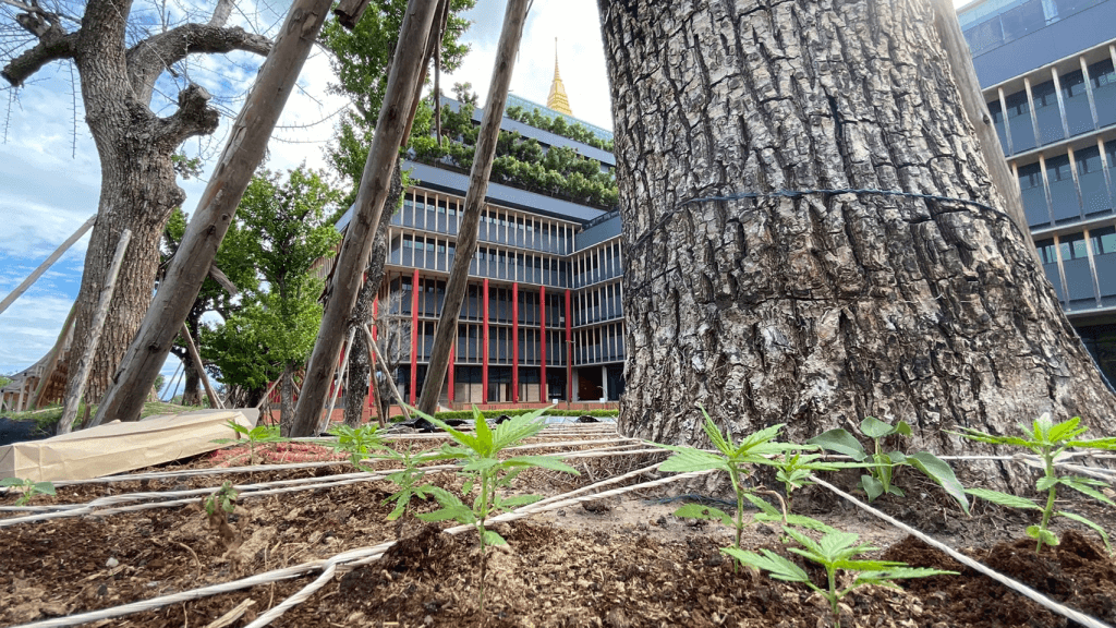 Meer dan 100 marihuanaplanten gevonden bij het parlementsgebouw in Bangkok, WEET u wie deze geplant heeft 😇
