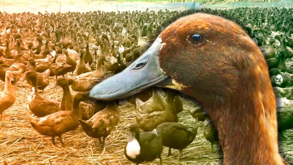 🎥  | 10.000 eenden op de rijstvelden van Thailand losgelaten om hun buik vol te eten aan schadelijke insecten