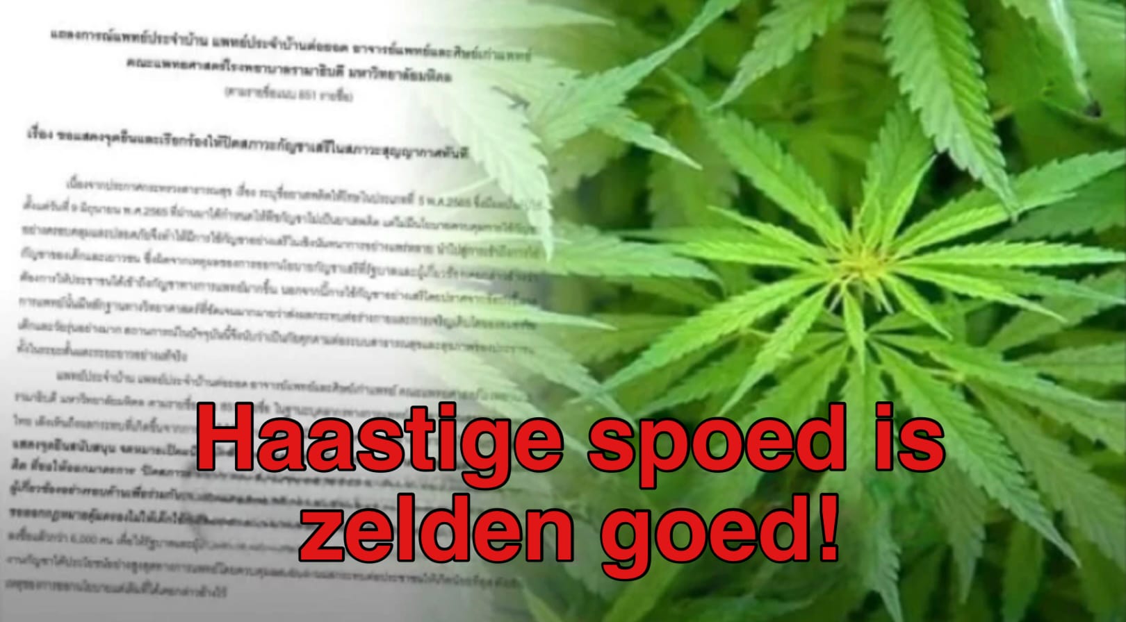 Het decriminaliseren van marihuana is een gevaar voor de Thaise samenleving, artsen eisen op tot onmiddellijke intrekking van de legalisering 