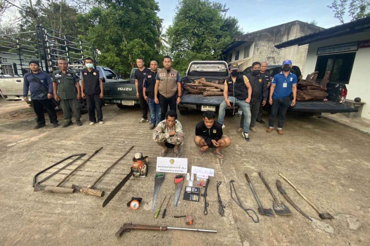 In Surin zijn 2 houthakkers gearresteerd met illegaal Payung-hout in hun bezit