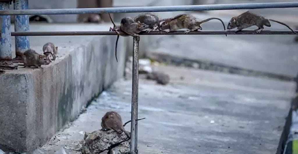 UPDATE | De rattenplaag in het Din Daeng gebied van Bangkok wordt te vuur en te zwaard bestreden 