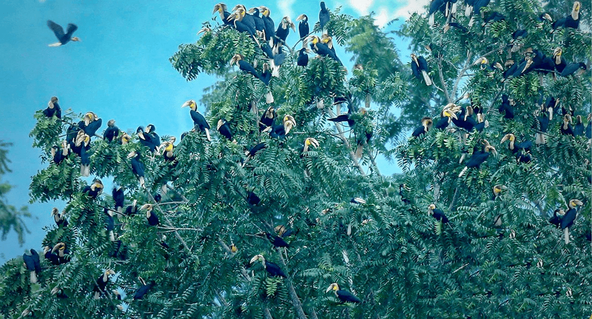 Honderden neushoornvogels zoeken een stekkie in dorp in de provincie Songkhla