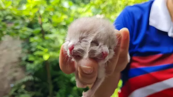 In het noorden van Thailand zag een tweekoppige kitten het levenslicht