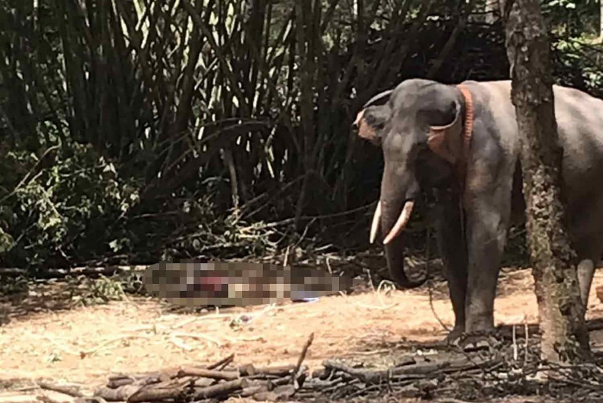 Één olifant in Noordoost-Thailand spietst met zijn slagtanden zijn mahout dood