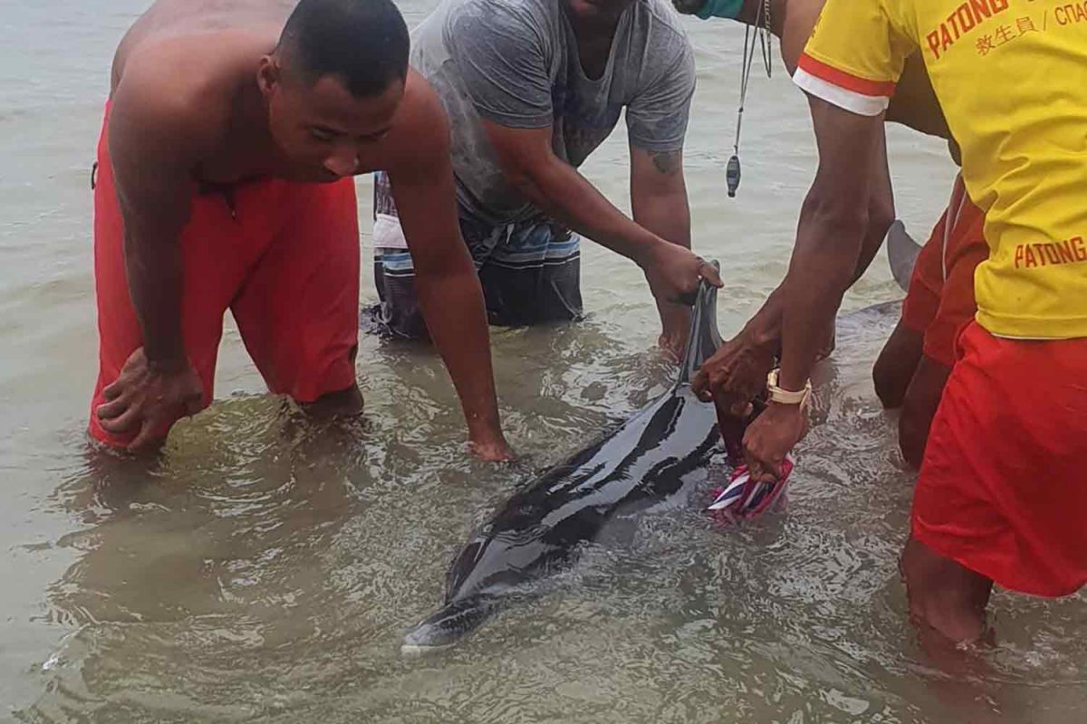 Gewonde dolfijn sterft na op het strand bij Patong op Phuket aangespoeld te zijn