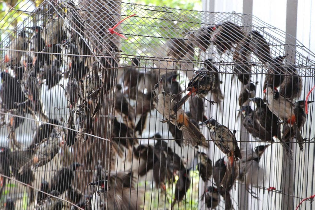 Op de vlucht geslagen smokkelaars laten 400 beschermde Bulbuls achter
