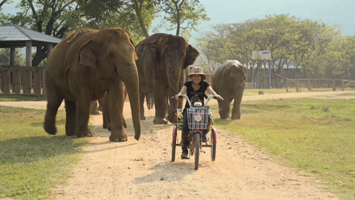Documentaire ‘Elephant Mother’: Thaise vrouw zorgt als een moeder voor olifanten ‘Elephant Mother’, donderdag 1 september, 23.09 op NPO 2