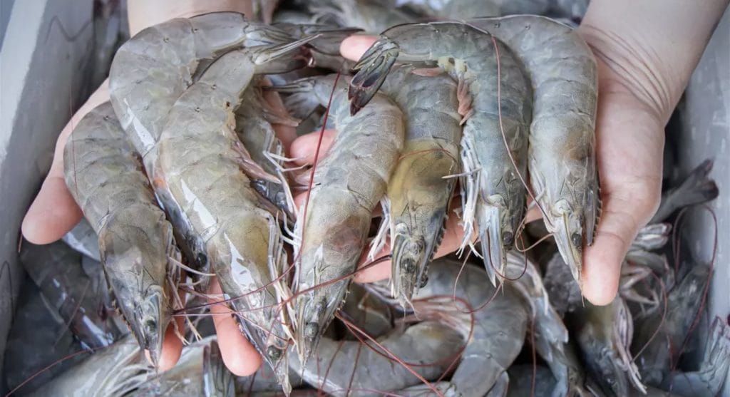 Thaise garnalenkwekers verzetten zich tegen import uit Ecuador en India