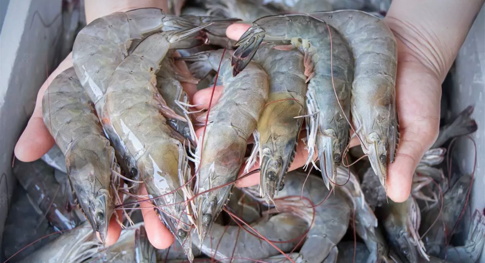 Thaise garnalenkwekers verzetten zich tegen import uit Ecuador en India