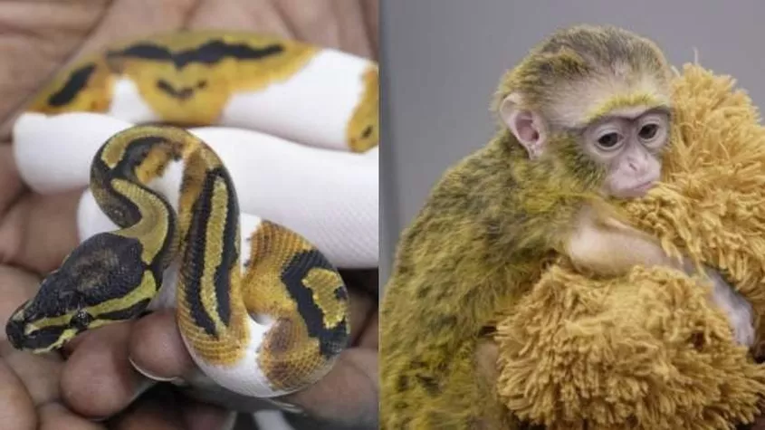 Douane India onderschept tijdens een smokkelpoging uit Thailand 1 aap 15 koningsslangen 5 pythons en andere levende reptielen 