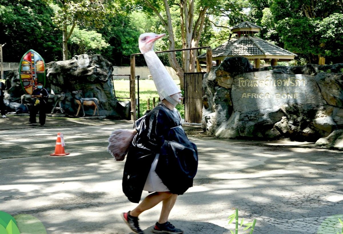 De dierentuin van Chiang Mai in Noord-Thailand heeft een noodoefening voor vangen van ontsnapte struisvogels gehouden