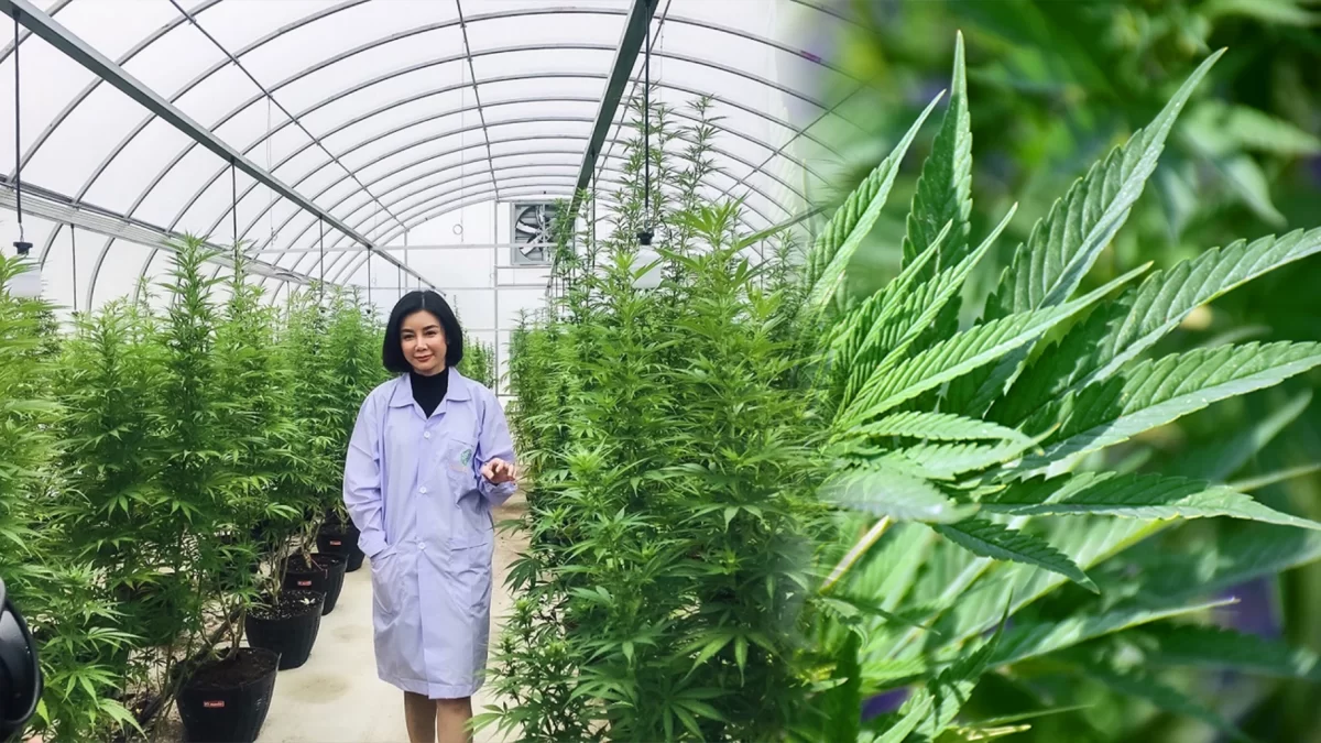 De teelt van cannabis zal Pattaya géén windeieren leggen, zo meent het Thais CBD Co.