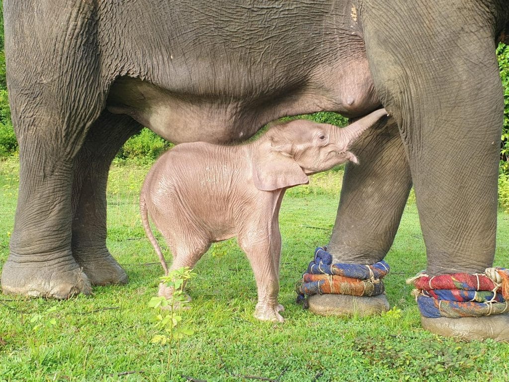 Zeldzame witte olifant ziet Myanmar het levenslicht 