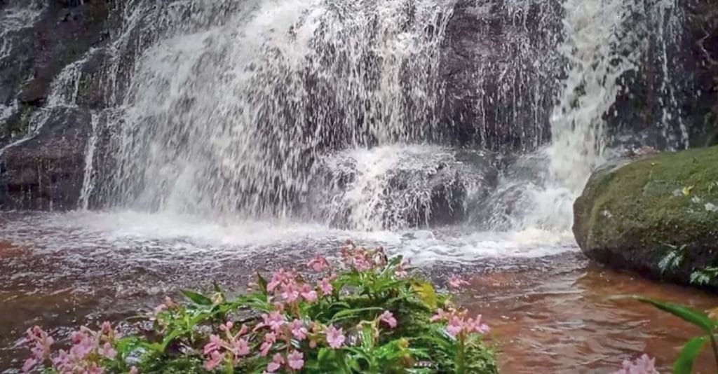 Bij de Phitsanulok-waterval in Noordoost-Thailand staan zeldzame orchideeën in volle bloei, een lust voor het oog!