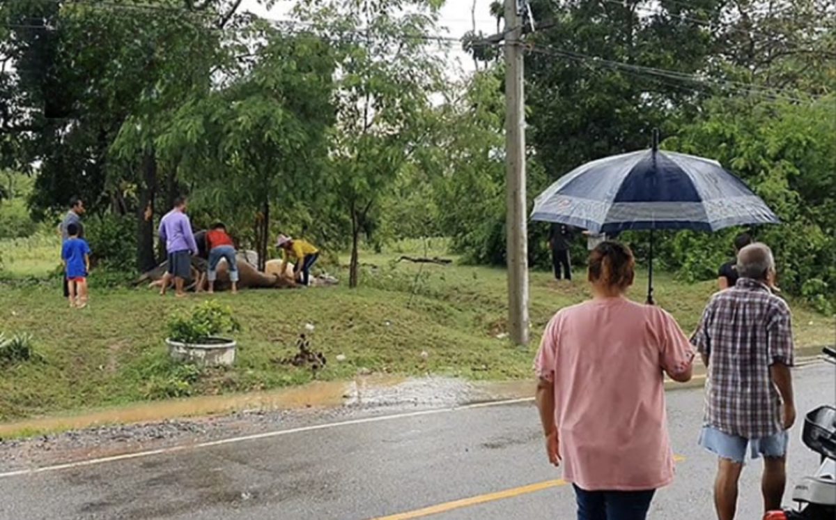 7 koeien door de bliksem in Nakhon Ratchasima gedood 
