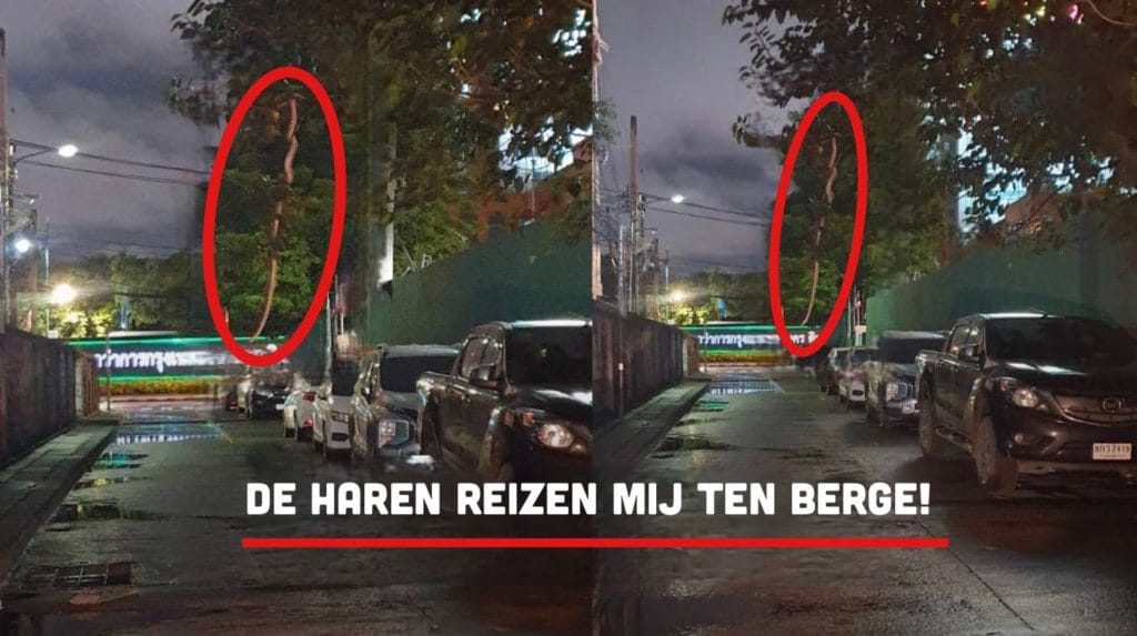 Enorme python bungelt aan boom in het centrum van de hoofdstad Bangkok in Thailand, de bevolking reageert massaal