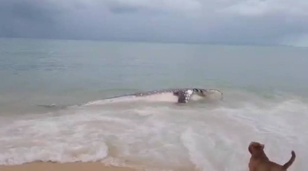 Op een strand op het eiland Koh Lanta in Thailand is een dode walvishaai aangespoeld