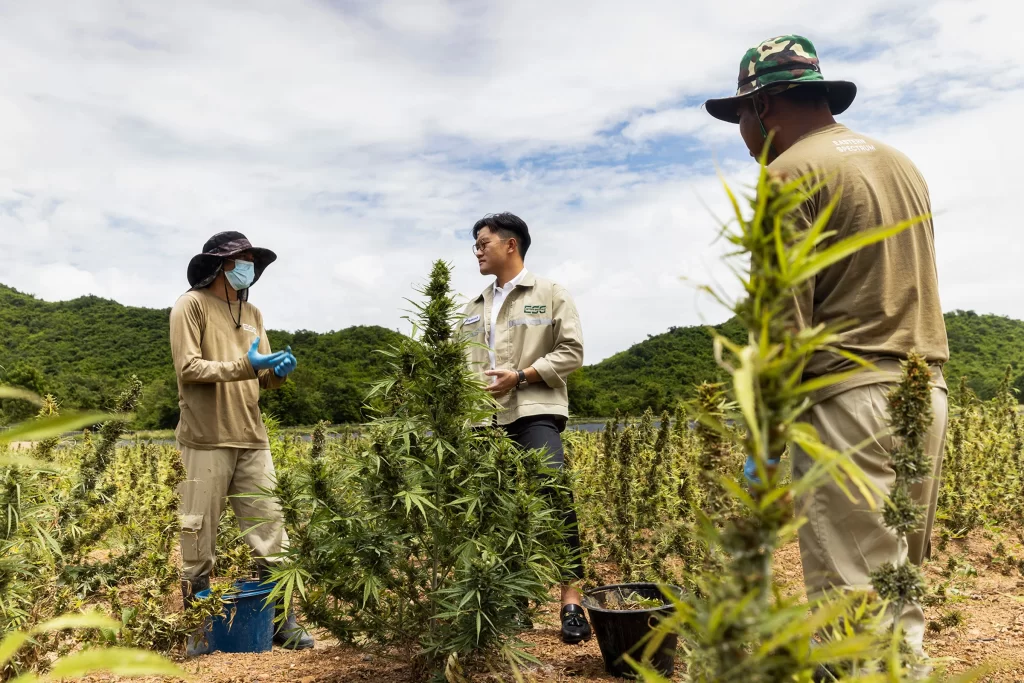 De cannabis-kwekers in Thailand zijn ongerust, nu het aanbod van cannabis de vraag overstijgt