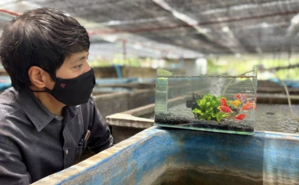 Viskwekerijen in Thailand  moeten genetisch gemodificeerde vis aan het Thaise Ministerie van Visserij afgeven!
