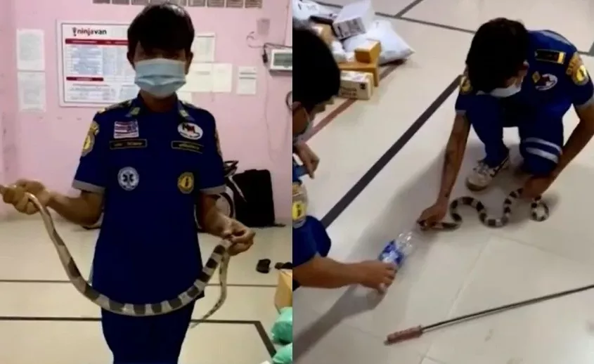 Zeer giftige slang ontsnapt uit een postpakket bij sorteerkantoor in Thailand