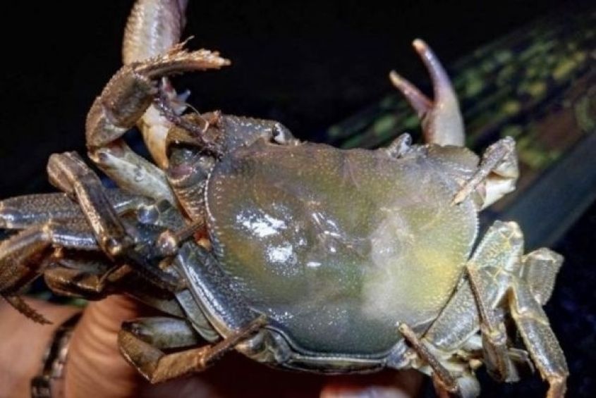 Een bijna uitgestorven krabsoort ontdekt in een wildreservaat in Noord-Thailand ontdekt