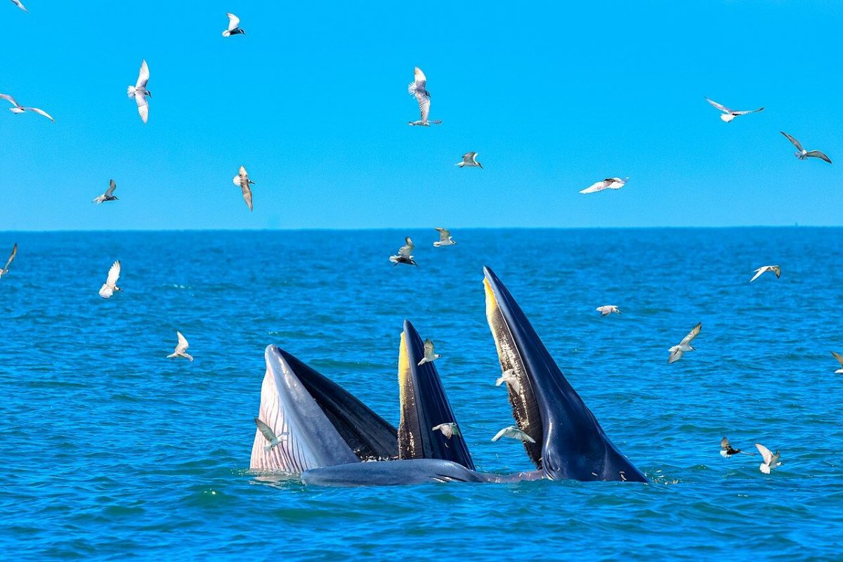 In Phetchaburi is het seizoen van start gegaan om walvissen te kunnen spotten 