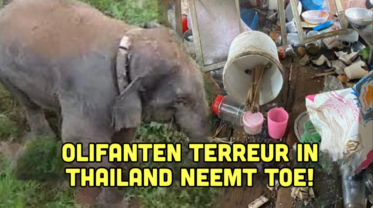 Olifant beroofde een woonhuis in Oost-Thailand en gaat ervan door met een maaltje gefermenteerde vis 