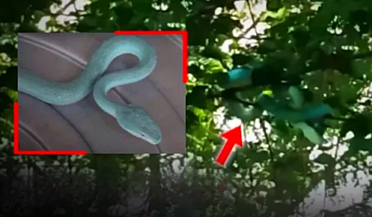 Inwoners van de Isaan in Thailand bidden tot een nooit eerder geziene blauwe slang
