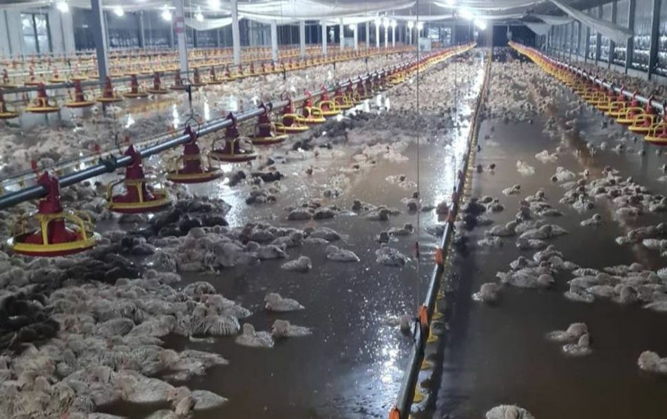 140.000 kippen omgekomen tijdens overstroming op een pluimveeboerderij in Oost-Thailand