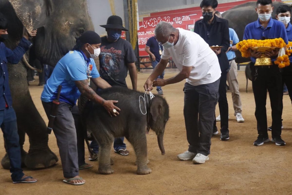 Nongnooch Garden Pattaya verwelkomt twee nieuwe babyolifanten