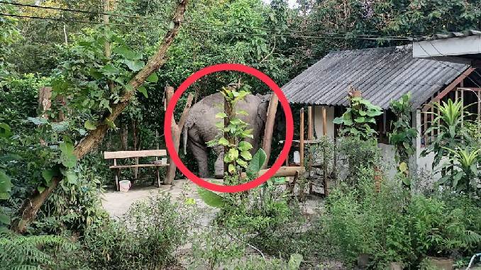 Parkwachter in Oost-Thailand gedood na poging om wilde olifanten uit een lokale gemeenschap te drijven