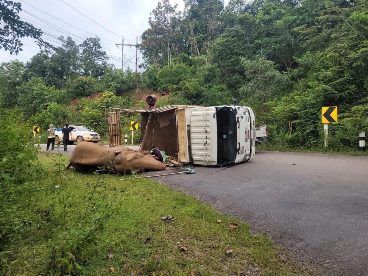 Vrachtwagen met olifant in Noord-Thailand gekanteld, de zwaargewonde patient kwam met een smak op het wegdek terecht