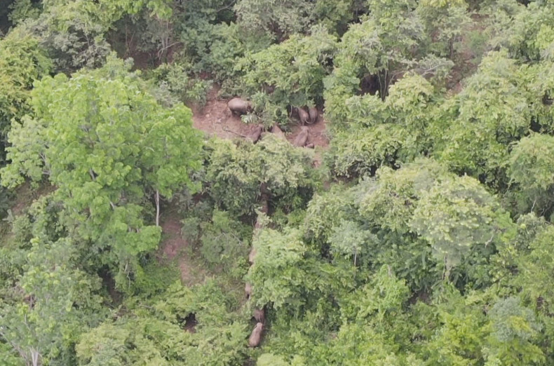 Méér dan honderd olifanten verder de bossen in Noordoost-Thailand ingedreven
