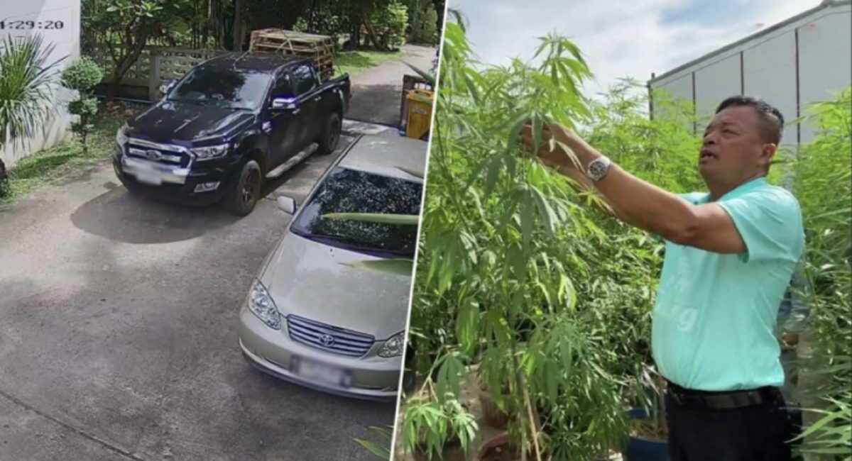Schooldirecteur steelt in Buriram “per ongeluk” tijdens een autotentoonstelling cannabis-boom en beweert dat het een vergissinkje was