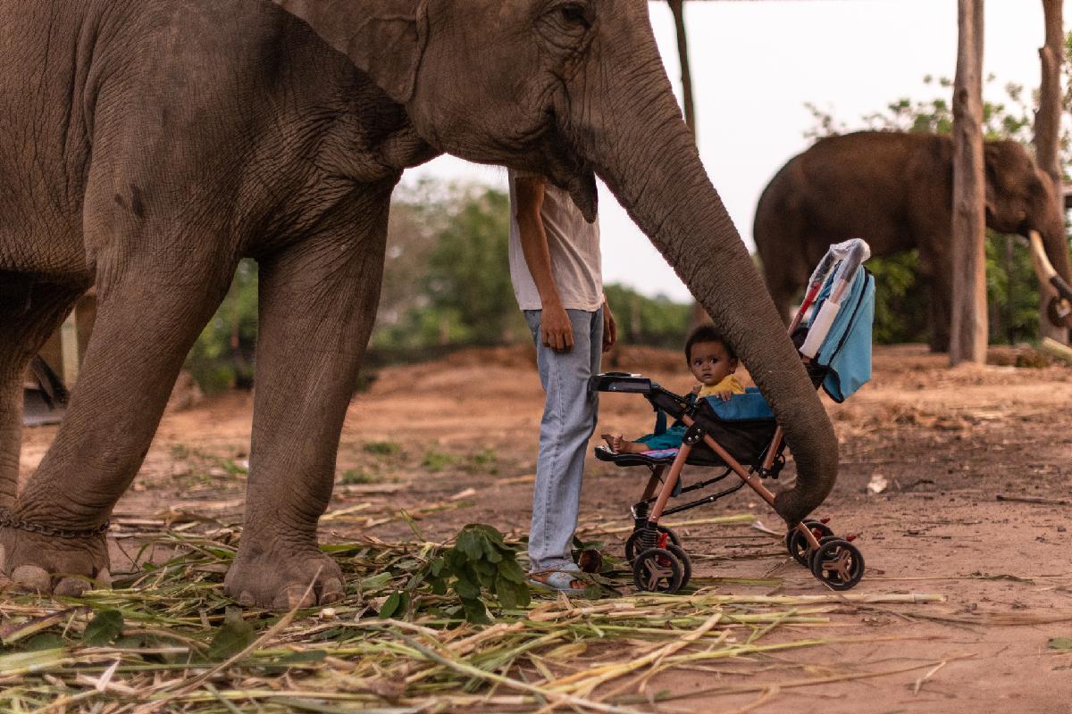 Streaming om te overleven: Thailand’s werkloze olifanten in crisis, alle hulp is welkom óók voor Edwin Wiek van Wildlife Friends Foundation Thailand
