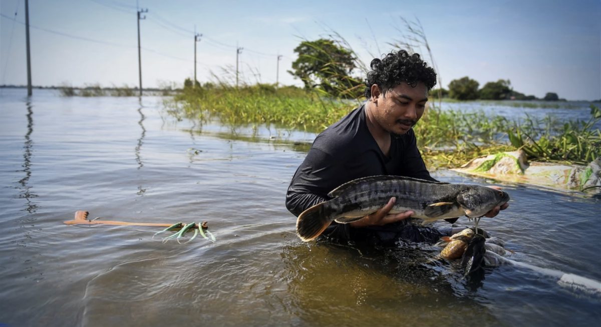 De overstromingsslachtoffers in Centraal-Thailand overleven door vis te vangen