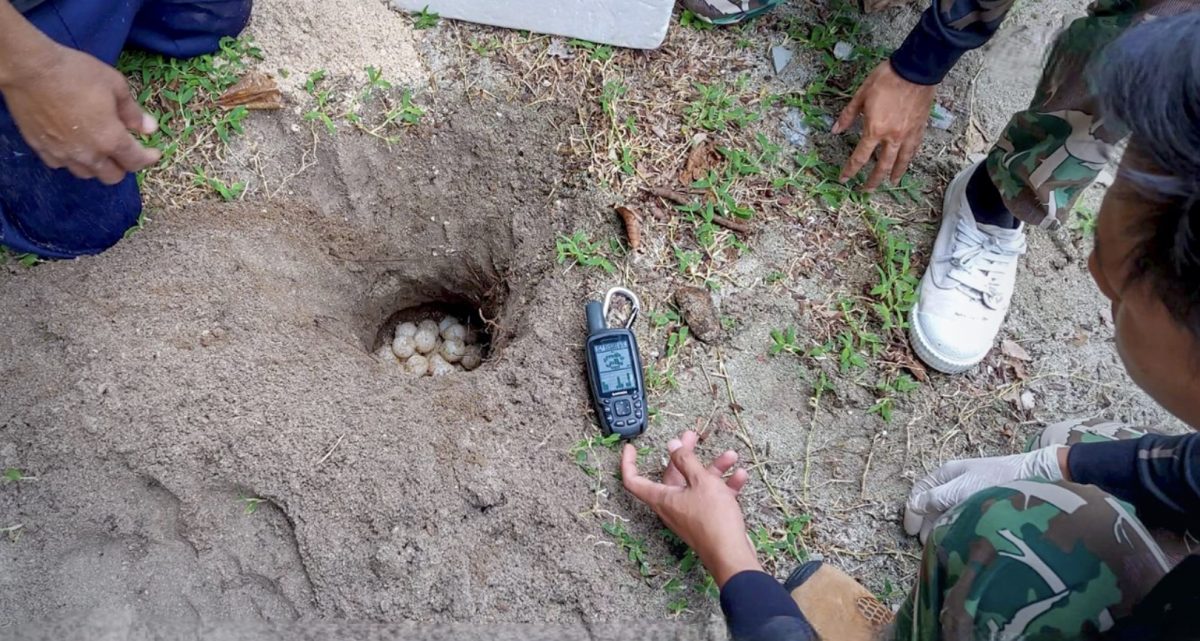 Parkmedewerkers ontdekte schildpad-eieren in het Ao Siam National Park in Zuidwest Thaiand, het nest bleek toch niet verlaten