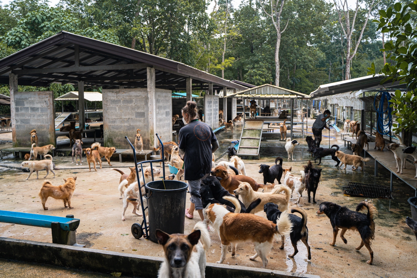 Pattaya kondigt huidige regelgeving voor eigenaren van gezelschapsdieren aan