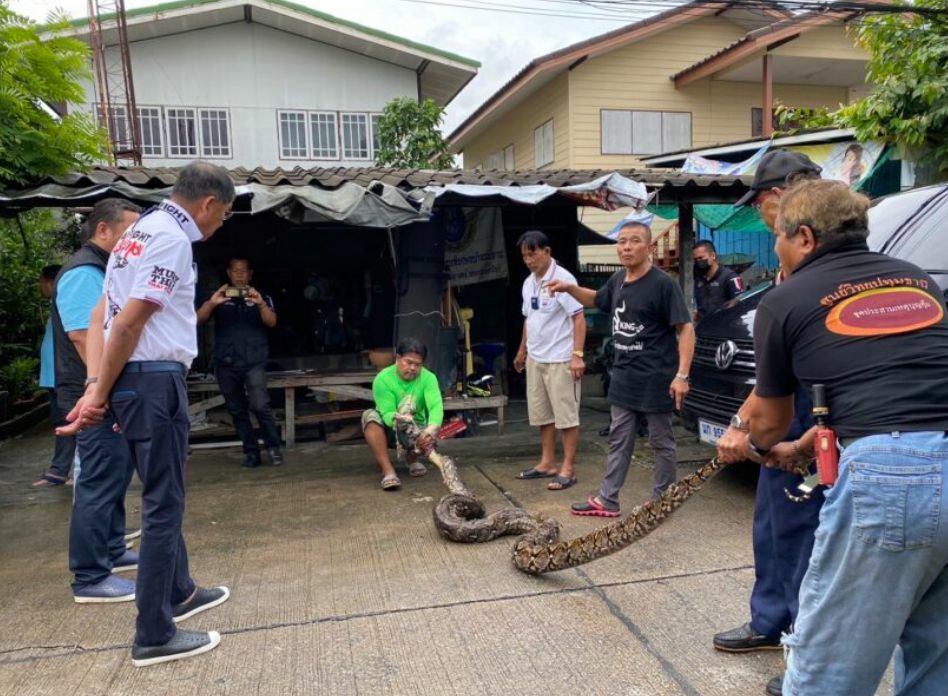 De overheid in Thailand waarschuwt voor slangen nu de Chao Phraya rivier buiten haar oevers gaat treden