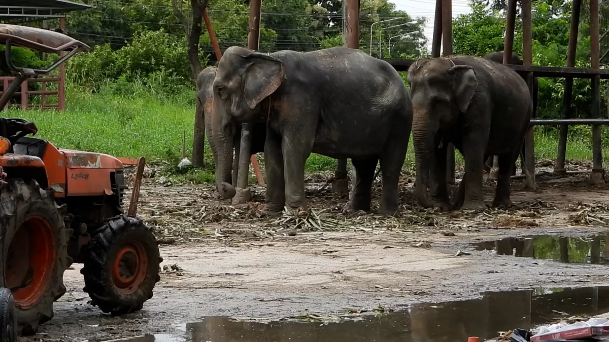 100 olifanten uit kamp in centraal thailand worden vanwege overstromingen geëvacueerd 