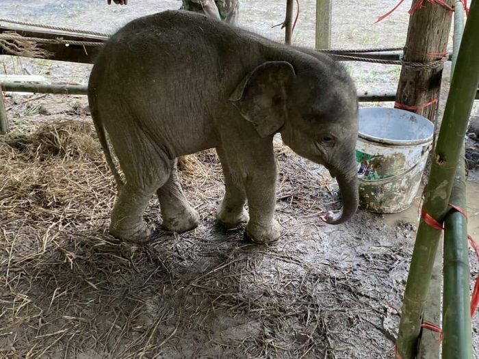 Verdwaald babyolifantje in Oost-Thailand van de hongerdood gered 