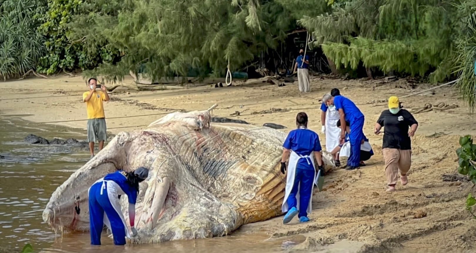 Autopsie onthult dat een plastic beker in een Bruda-walvis bij Phuket de doodsoorzaak was