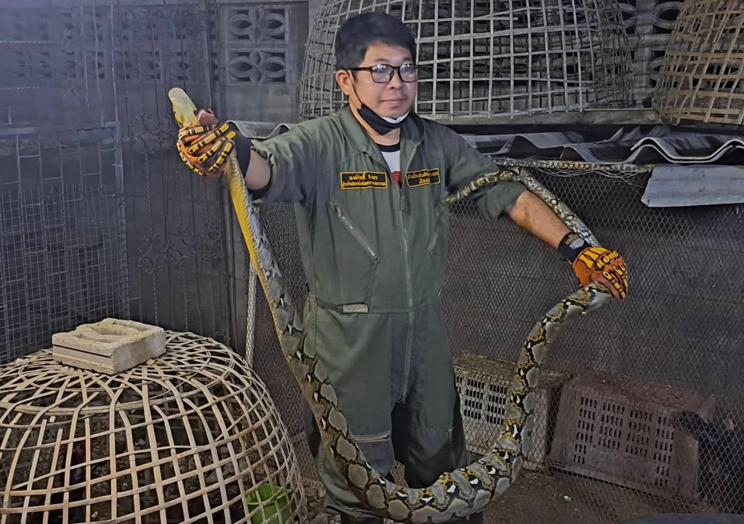 Enorme python op heterdaad betrapt bij het verorberen van kippen in Pattaya