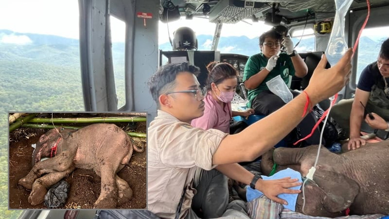 Door haar kudde in de steekgelaten babyolifantje in Thailand gered van de dood