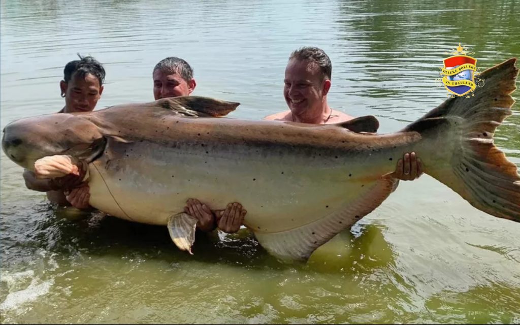 Britse visser vangt gigantische meerval van maar liefst 190 kilo in Thailand