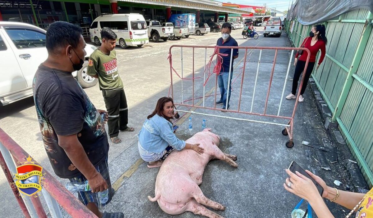 Miss Piggy in Thailand gered van de slacht door haar val uit de pick-up truck