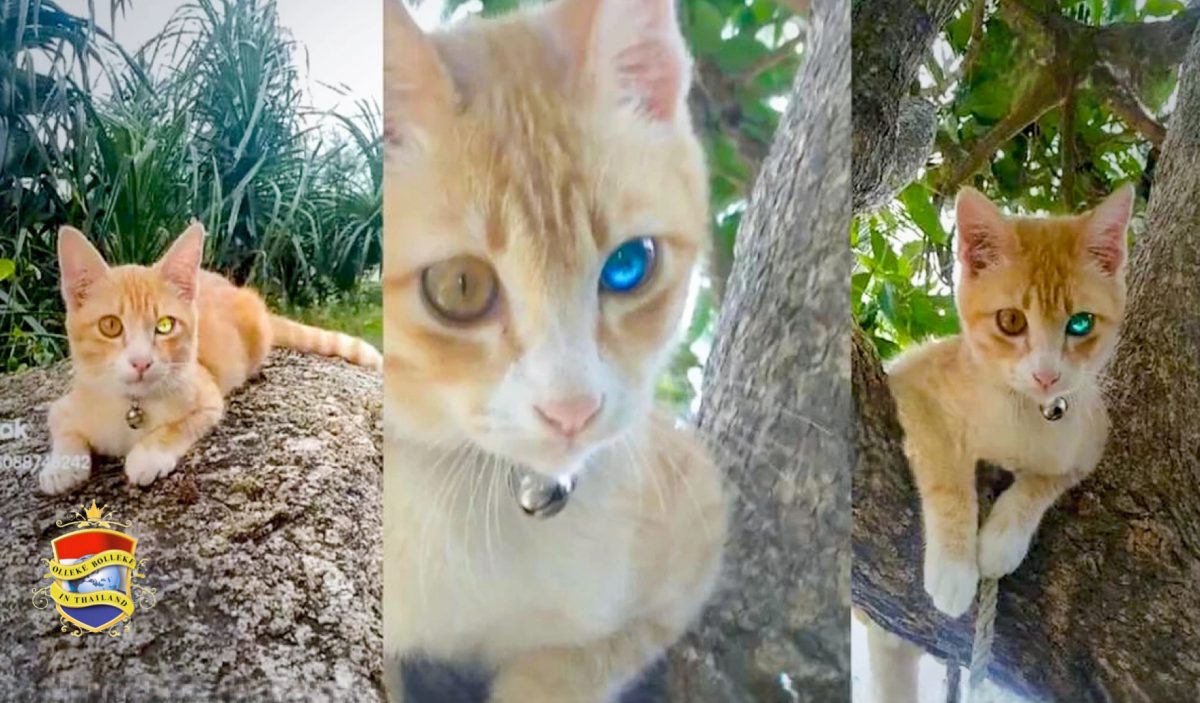 Kat met één ‘diamantenoog’ zorgt voor véél gelukzoekers in Thailand 