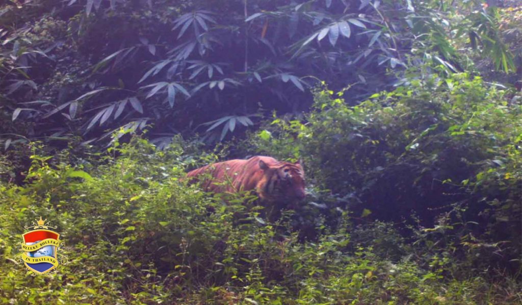 Zeldzame nevelpanters, Indo-Chinese tijgers en Gaurs in het Sri Sawat-bos in West-Thailand gespot